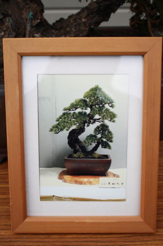 リサイクルエクスプレスジャパン / アート盆栽 紙工芸品 盆栽松